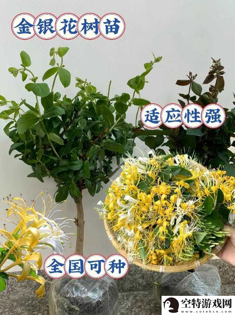 娃娃记金银花原文阅读：探秘金银花的世界！