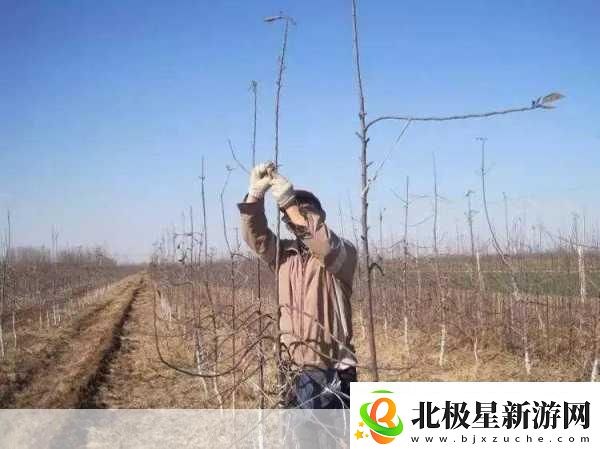 早春苹果挨一刀是指苹果树的刻芽其作用是揭秘果农的智慧之举