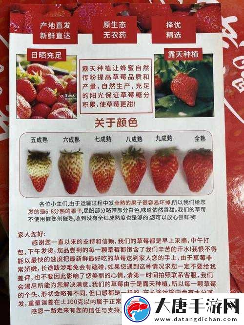 旧版本草莓视频全面解析